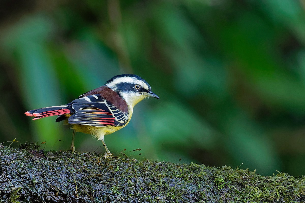 Red-tailed Minla - Vincent Wang