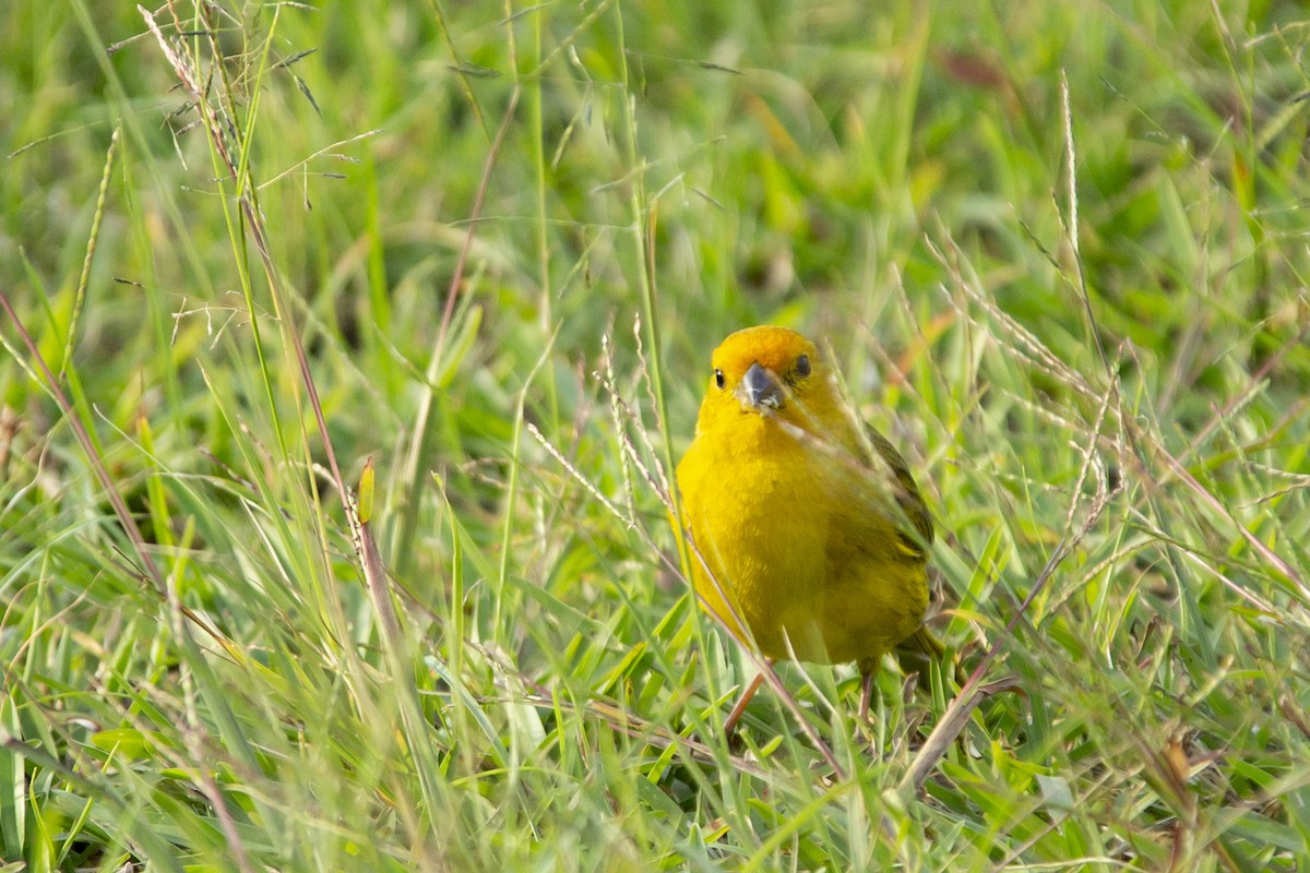 Saffron Finch - ML129935291