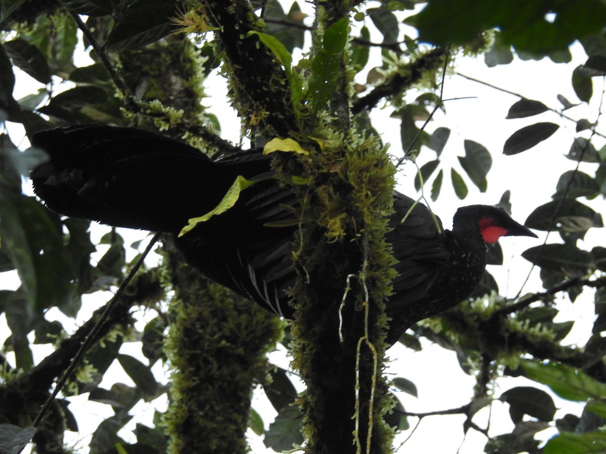 Crested Guan - ML129935371