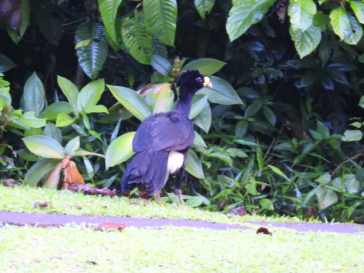 Great Curassow - ML129936551