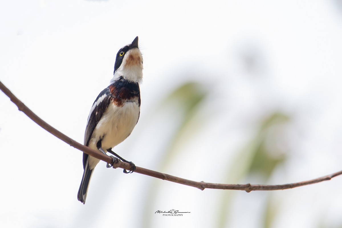 Chinspot Batis - ML129936861