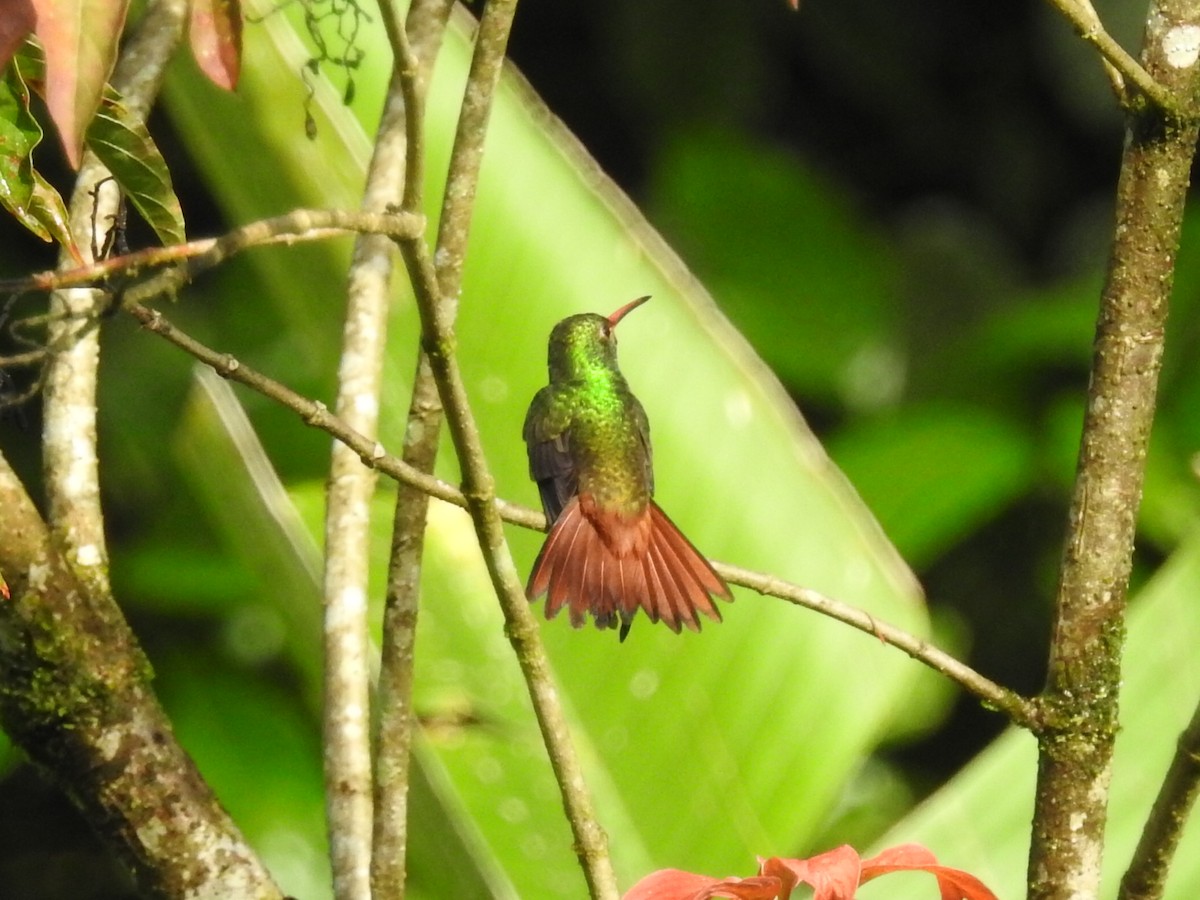 Rufous-tailed Hummingbird - ML129936941