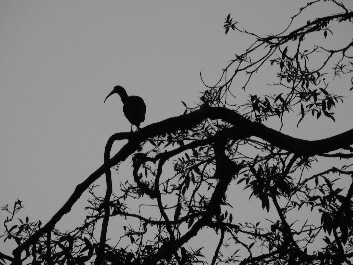 Green Ibis - ML129938081