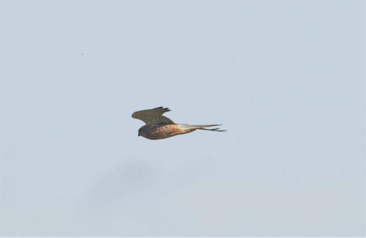 Eurasian Kestrel - Alexandre Hespanhol Leitão