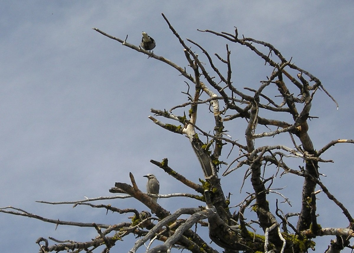 Clark's Nutcracker - ML129939371