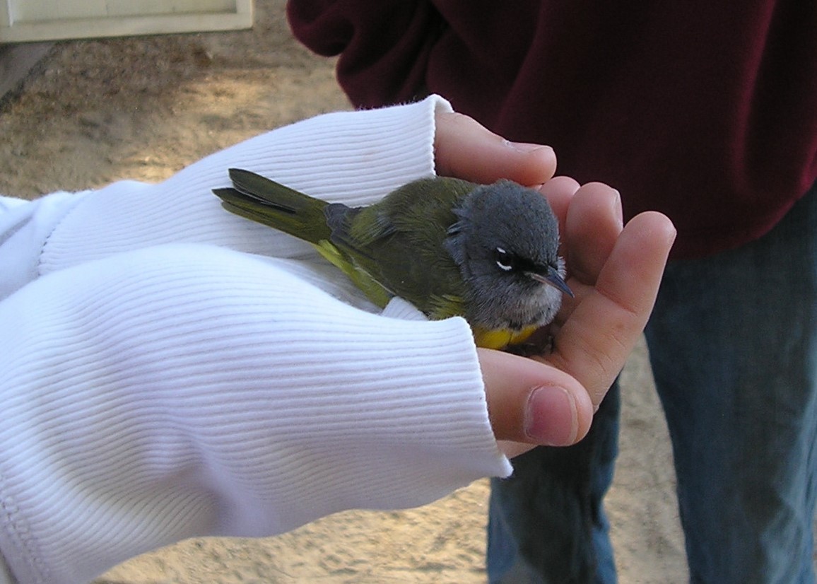 MacGillivray's Warbler - ML129939521