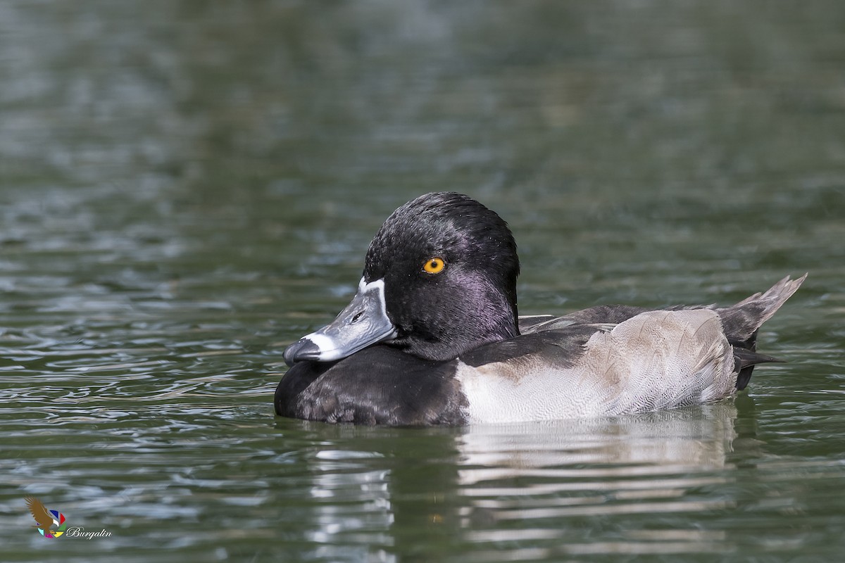 Ring-necked Duck - fernando Burgalin Sequeria