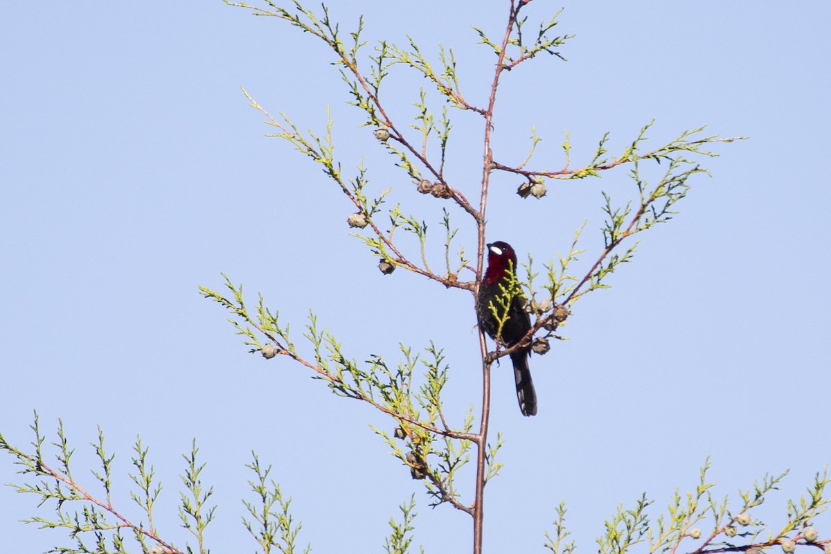 Silver-beaked Tanager - ML129940181