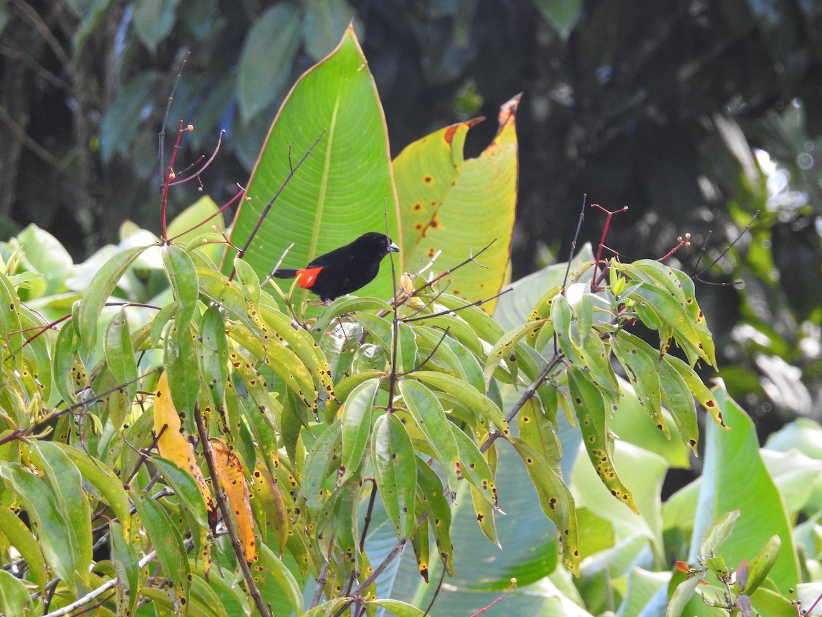 Scarlet-rumped Tanager - ML129941541