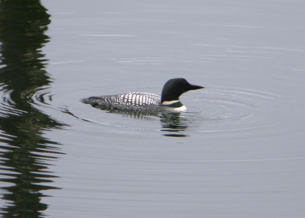Common Loon - ML129941631