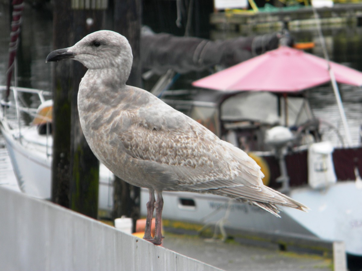 Western x Glaucous-winged Gull (hybrid) - ML129941651