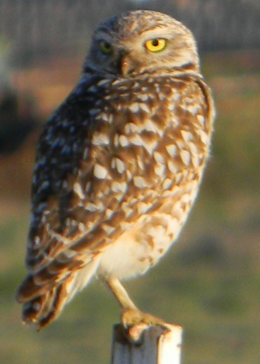 Burrowing Owl - ML129941861