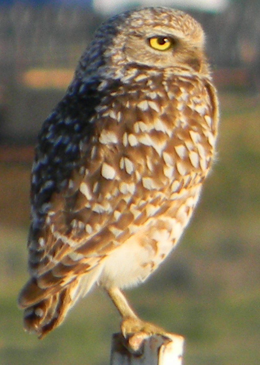 Burrowing Owl - ML129941871