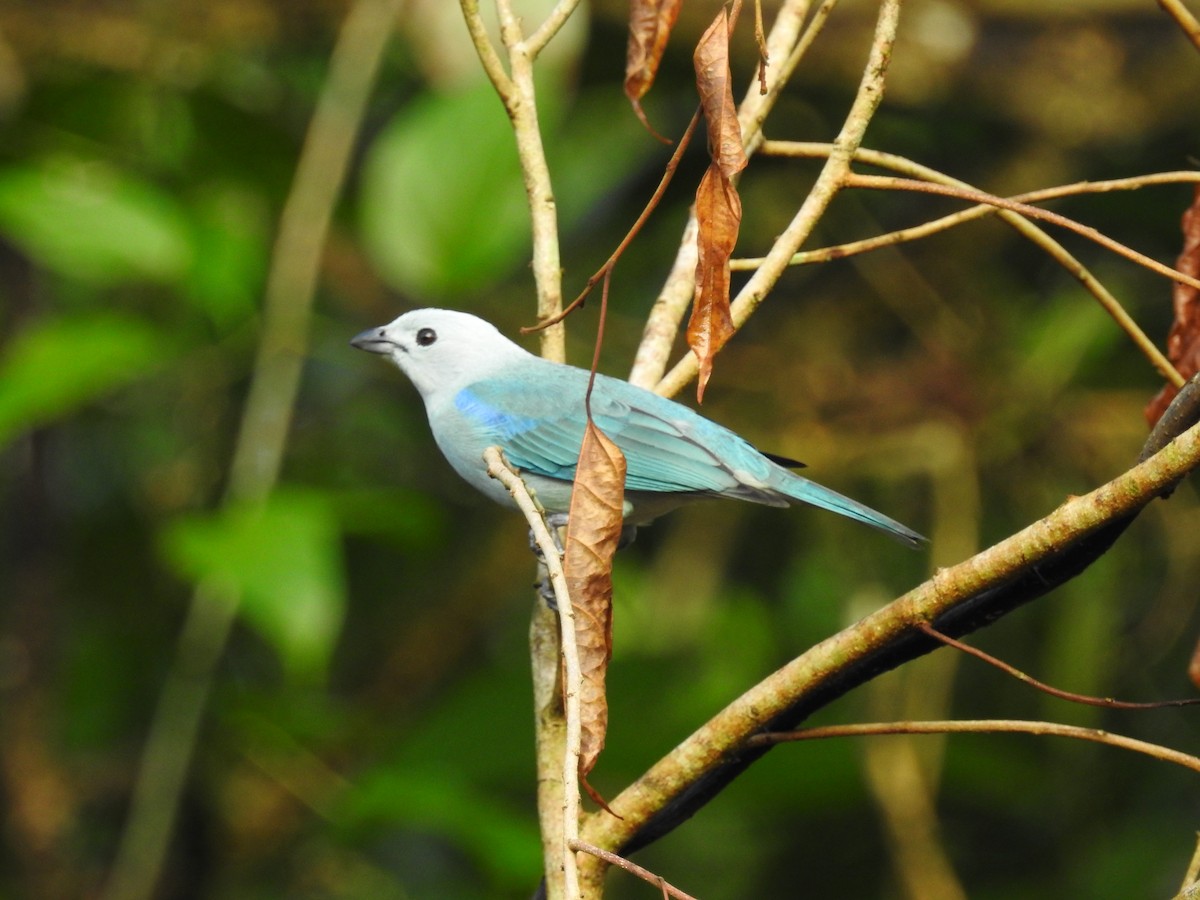 Blue-gray Tanager - ML129941971