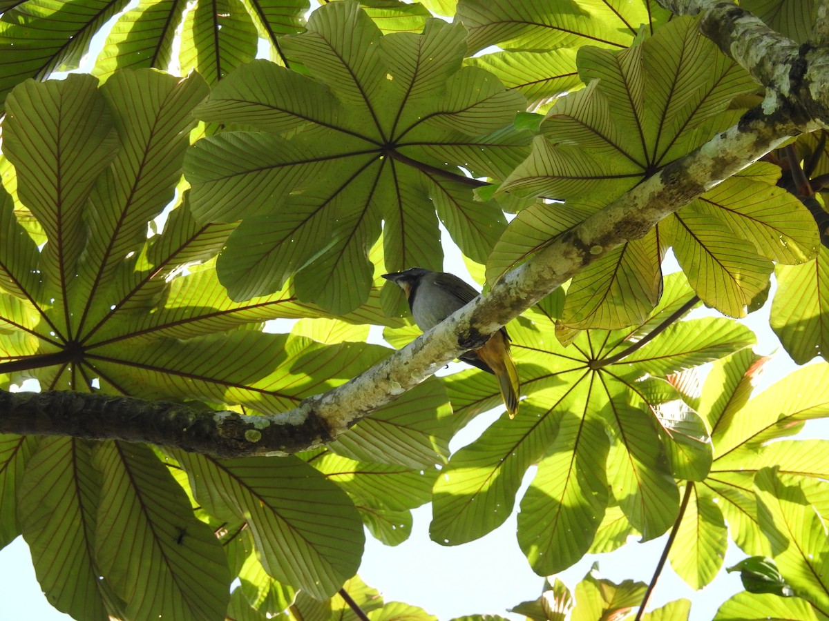 Buff-throated Saltator - ML129942331