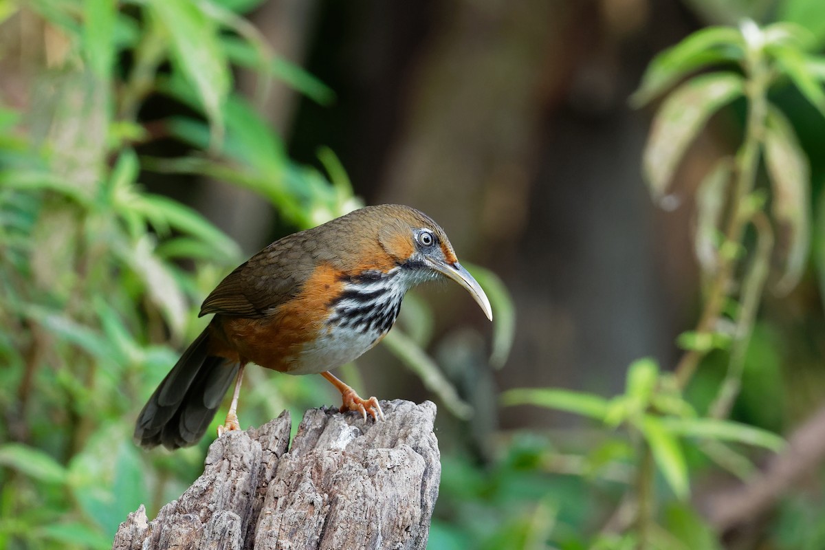 Black-streaked Scimitar-Babbler - Vincent Wang