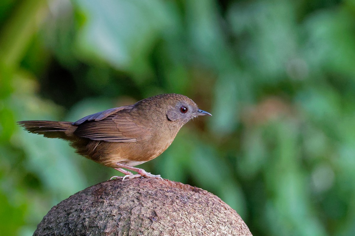 Spot-throated Babbler - Vincent Wang