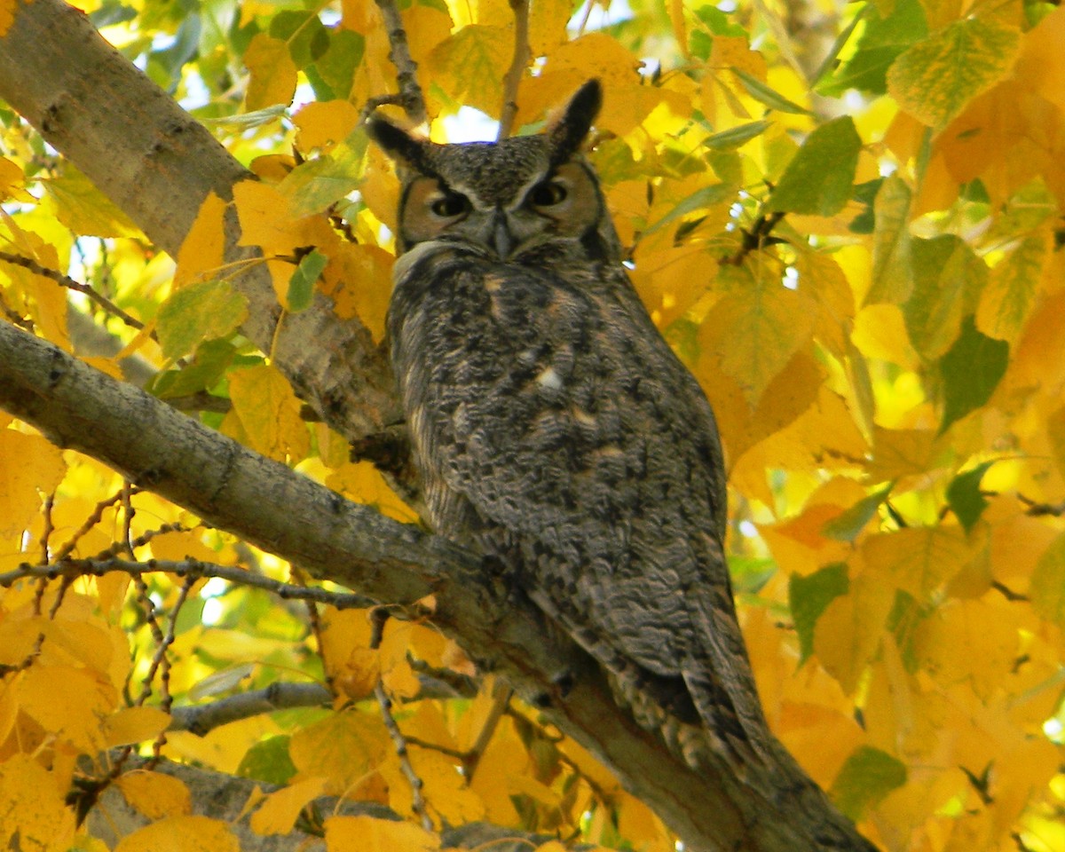Great Horned Owl - ML129943301