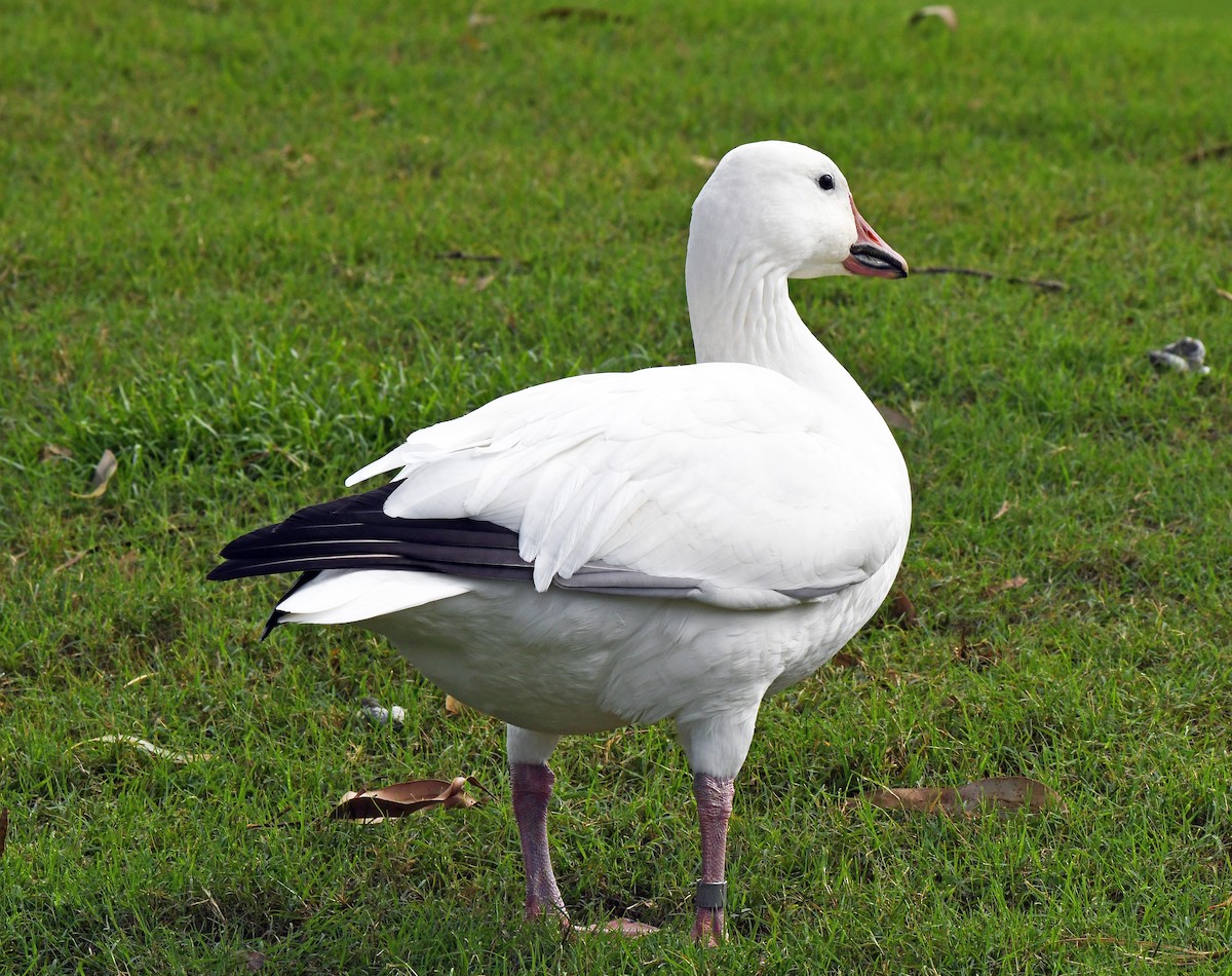 Snow Goose - Charles Hundertmark