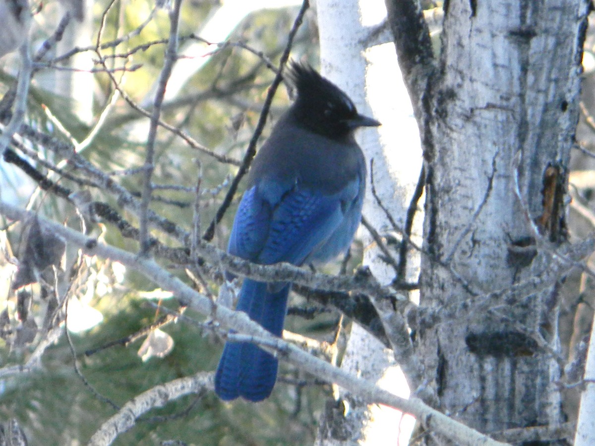 Steller's Jay - ML129945481