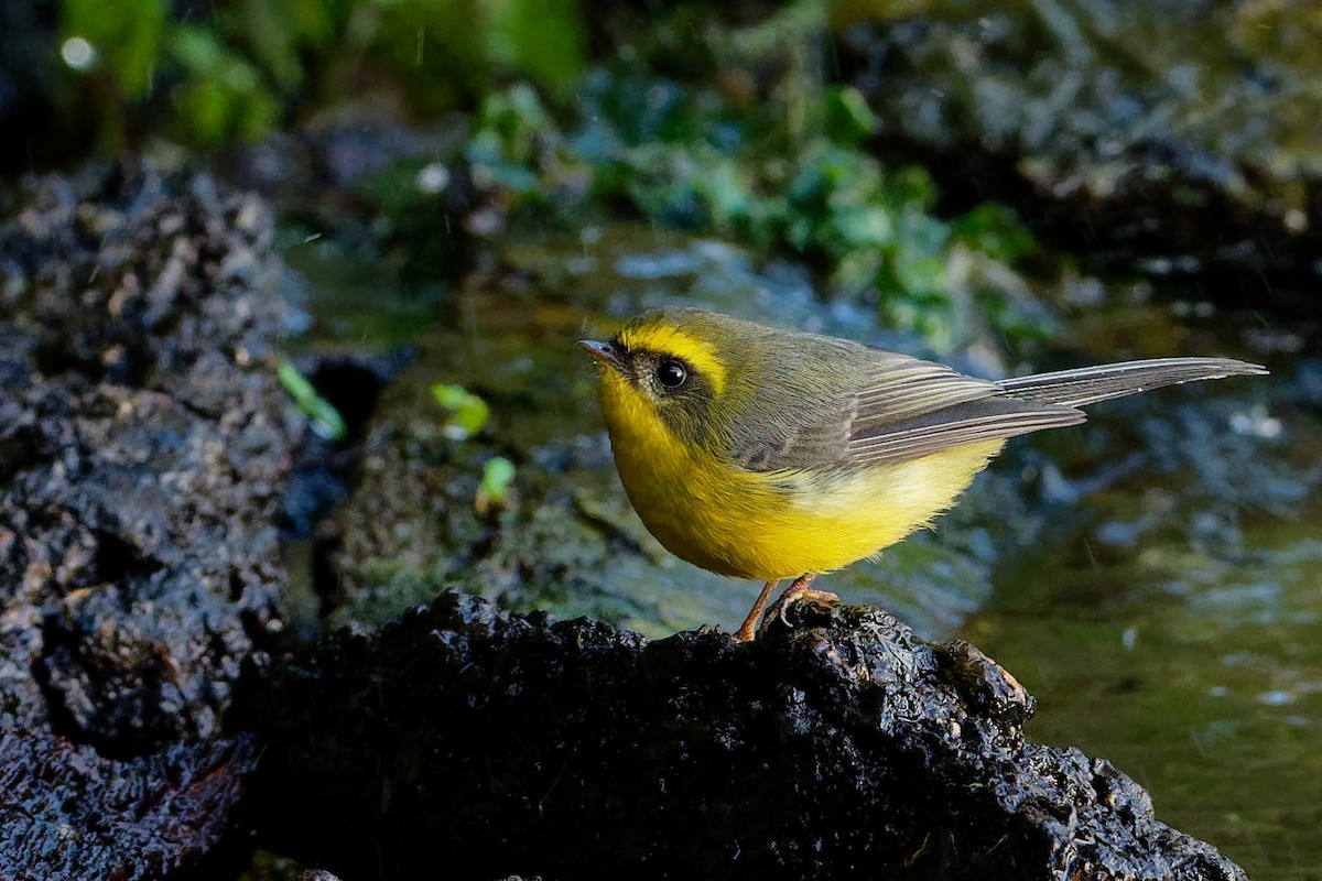 Yellow-bellied Fairy-Fantail - ML129945801