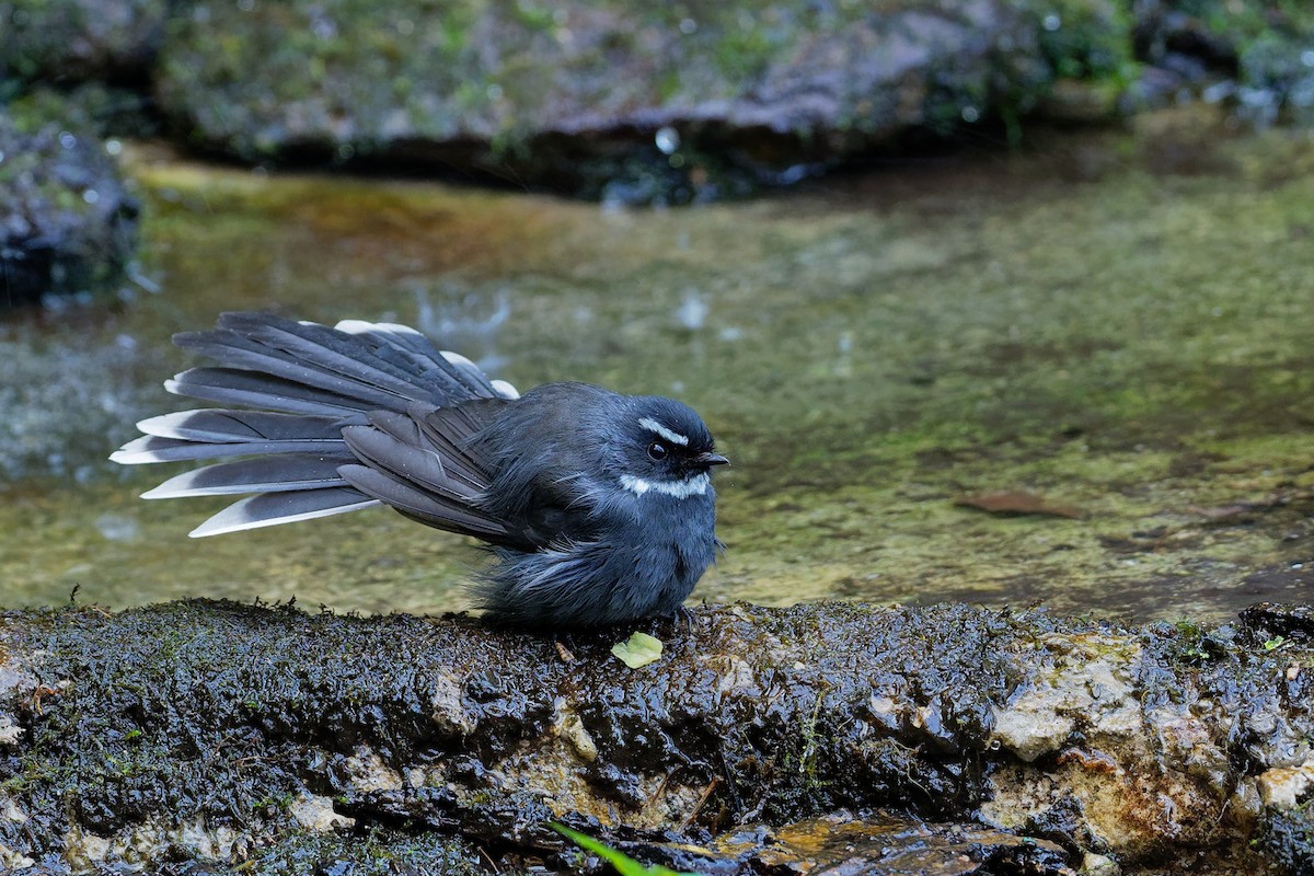White-throated Fantail - ML129945851