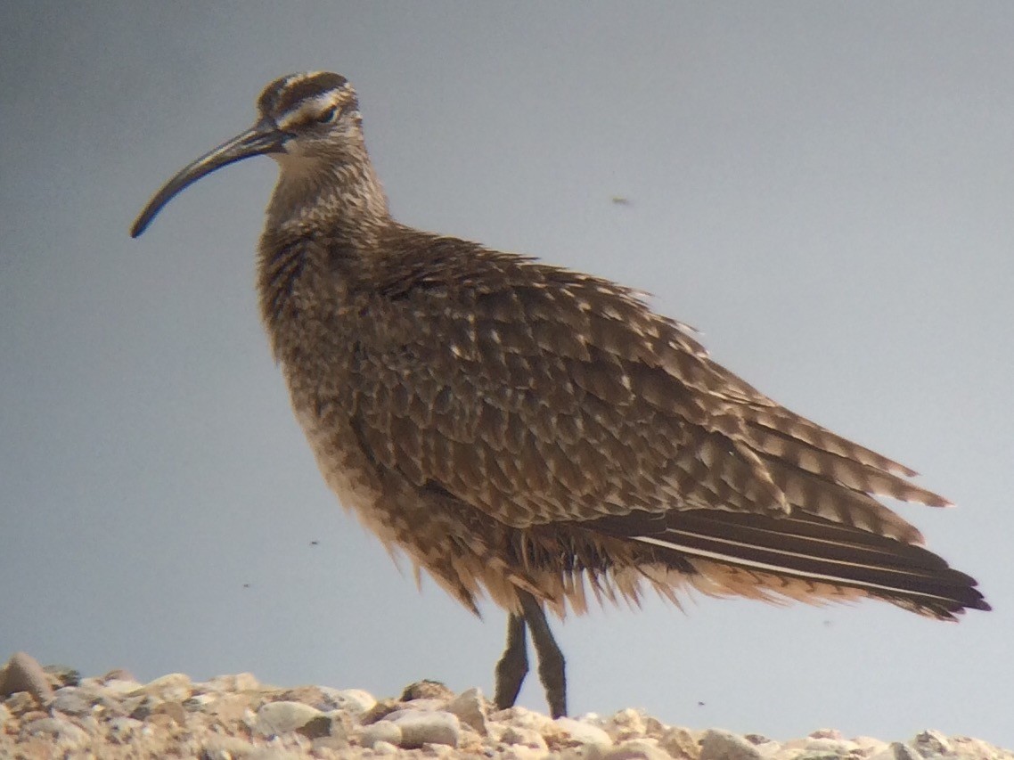 Whimbrel - ML129945881