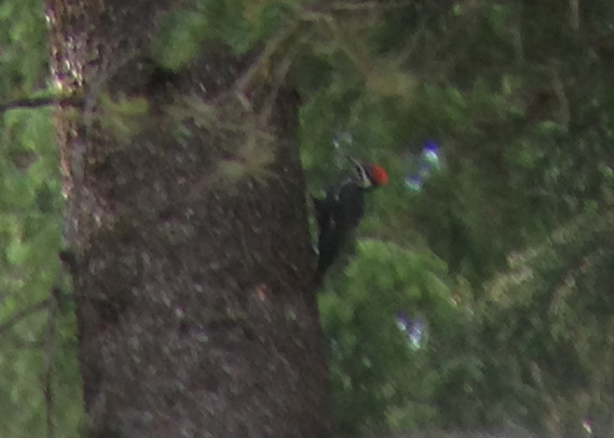 Pileated Woodpecker - ML129946361