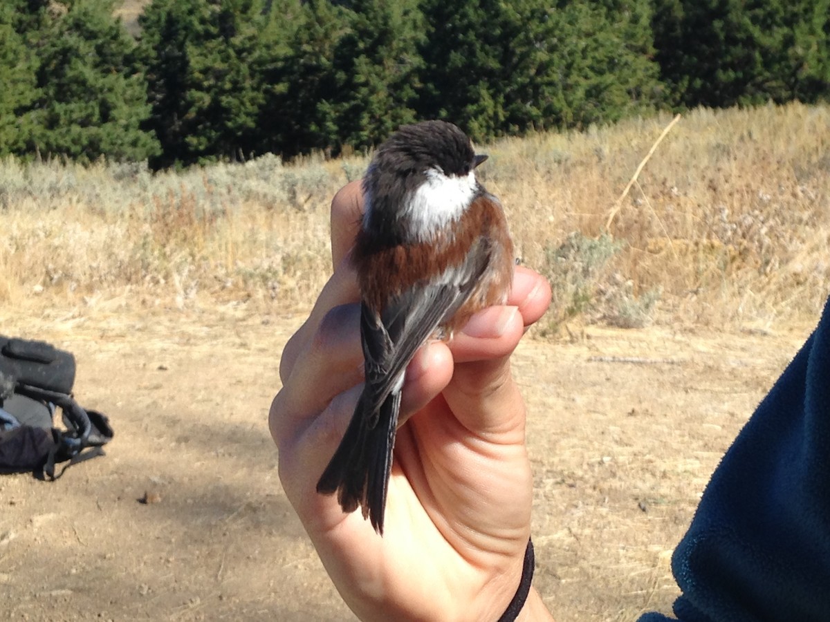 Chestnut-backed Chickadee - ML129946831