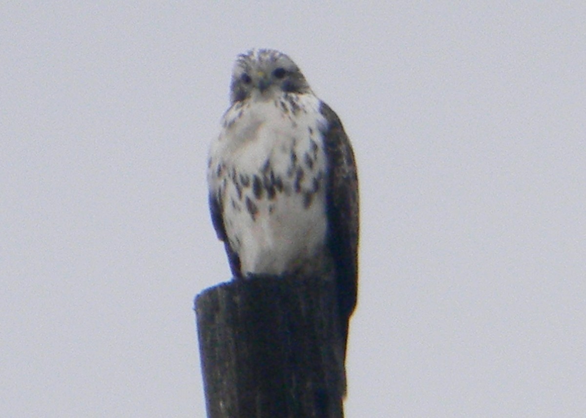 Red-tailed Hawk (Harlan's) - ML129947271