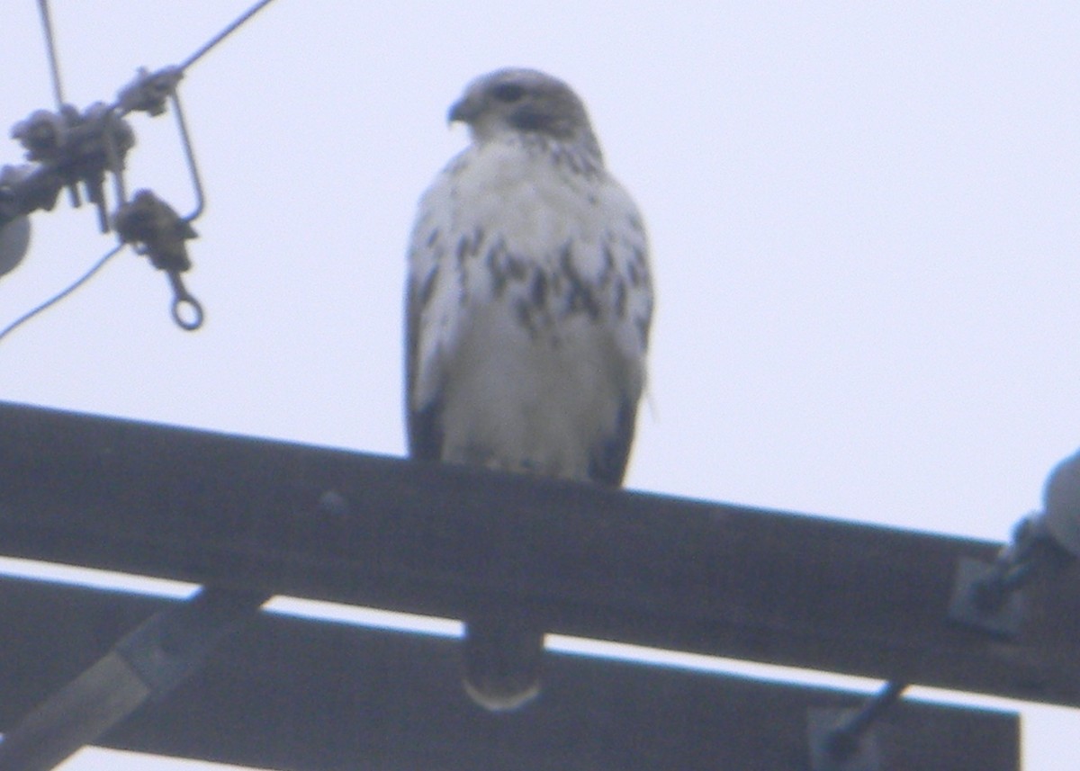 Red-tailed Hawk (Harlan's) - ML129947281