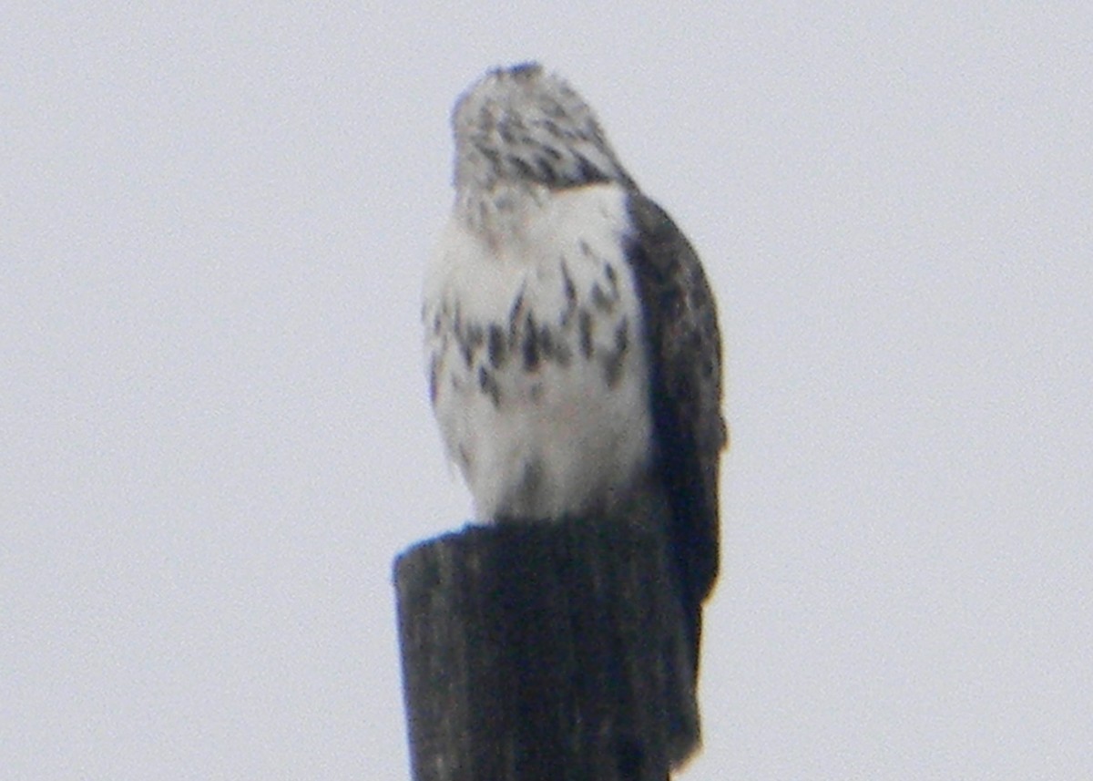 Red-tailed Hawk (Harlan's) - ML129947291