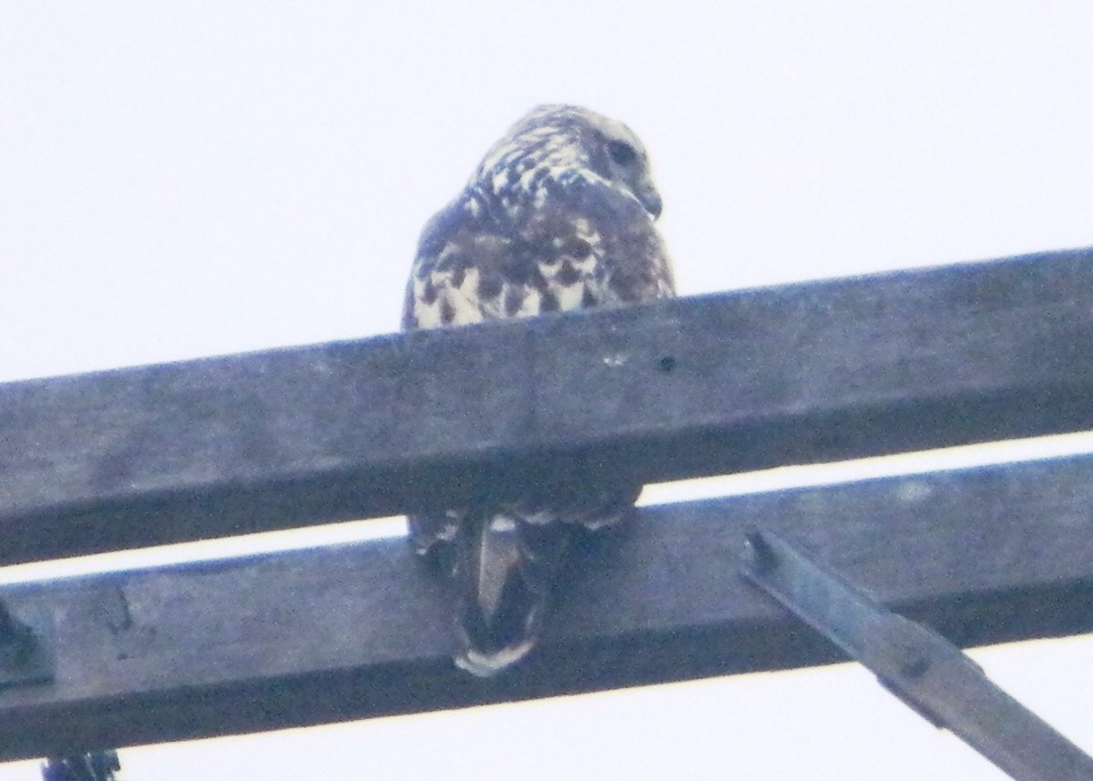 Red-tailed Hawk (Harlan's) - ML129947301