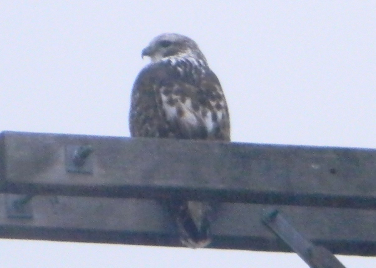 Red-tailed Hawk (Harlan's) - ML129947321