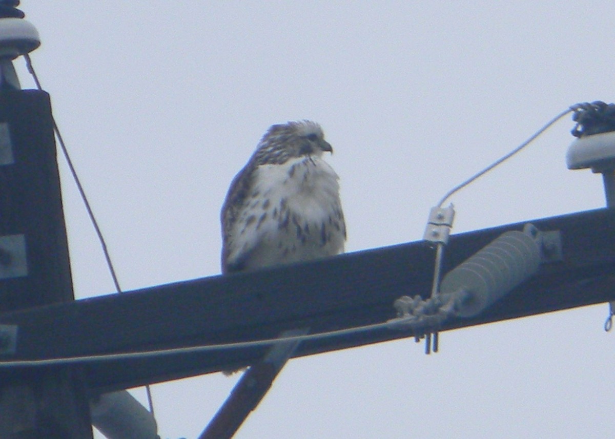 Red-tailed Hawk (Harlan's) - ML129947421