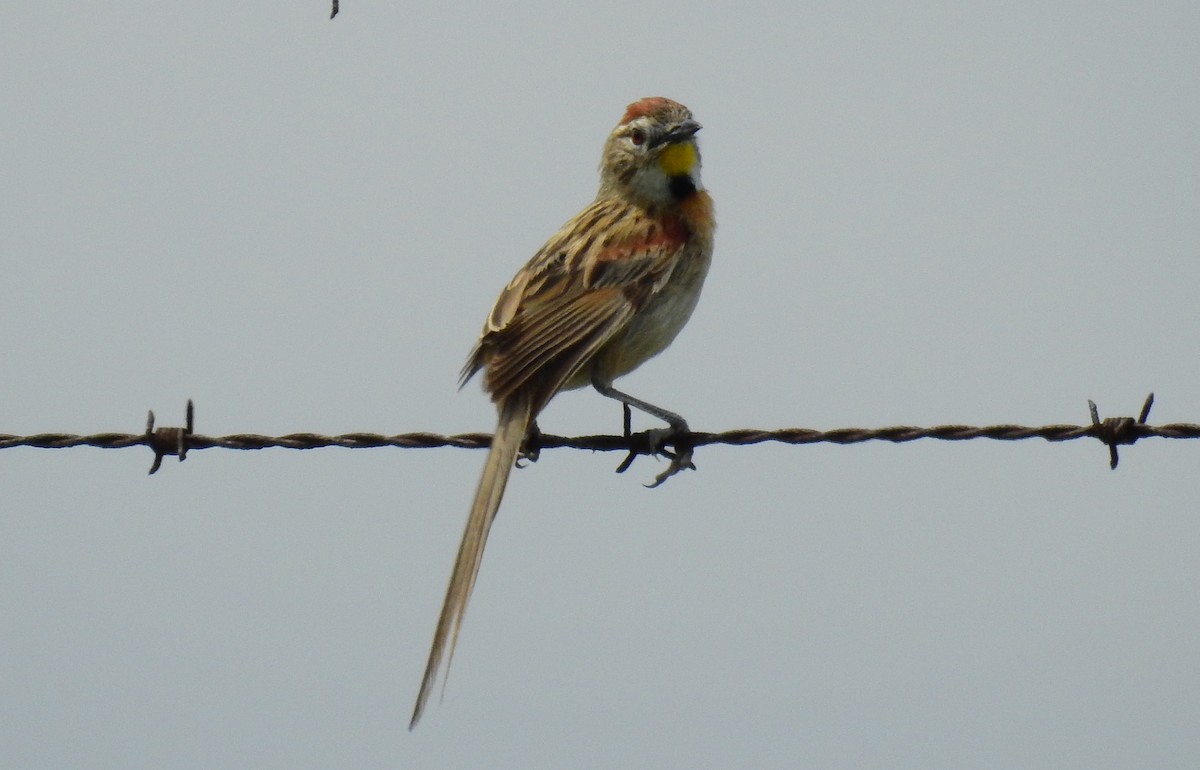 Chotoy Spinetail - ML129947591