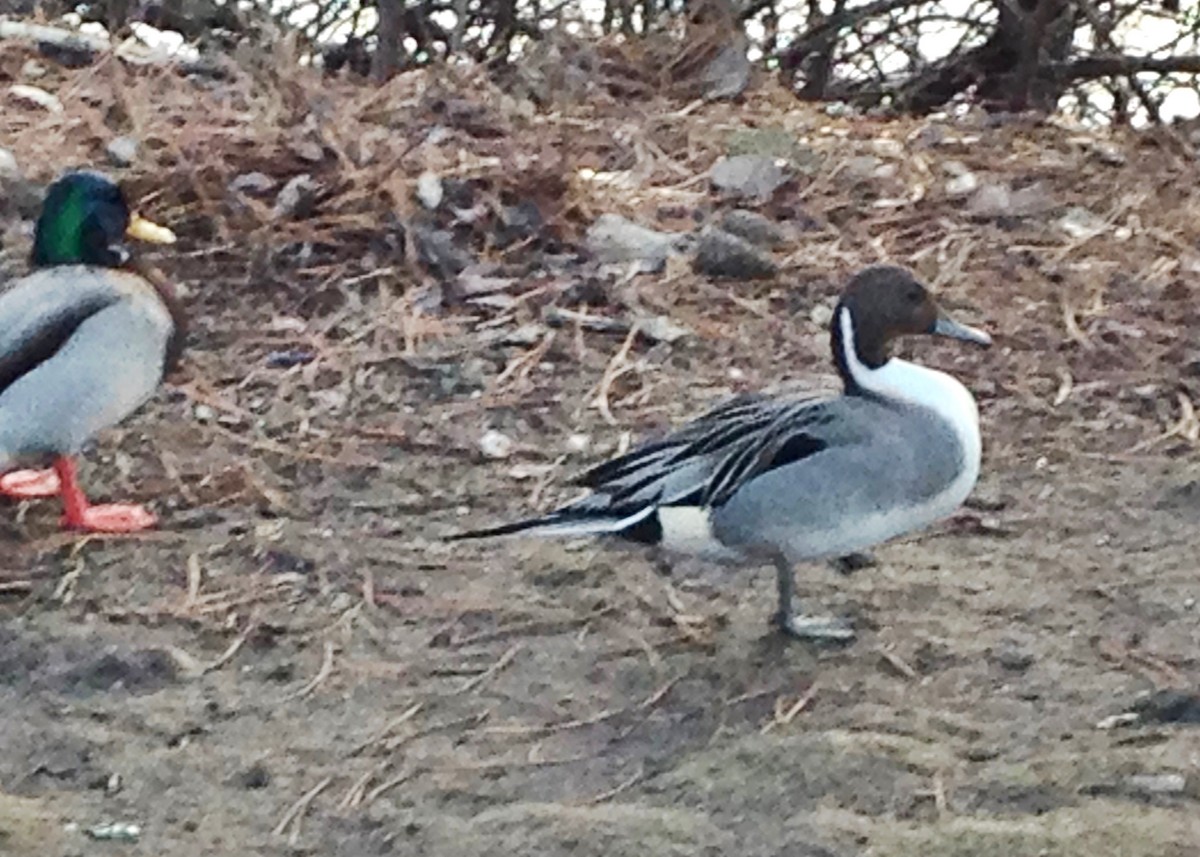 Шовтгор алаг нугас - ML129947901