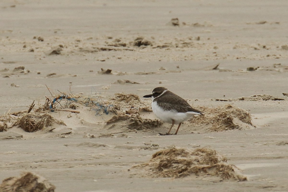 Wilson's Plover - Eric Carpenter