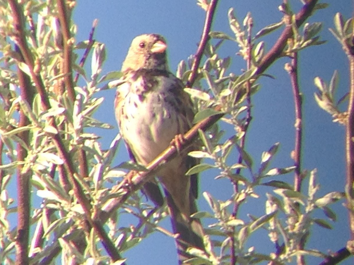 Harris's Sparrow - ML129948181