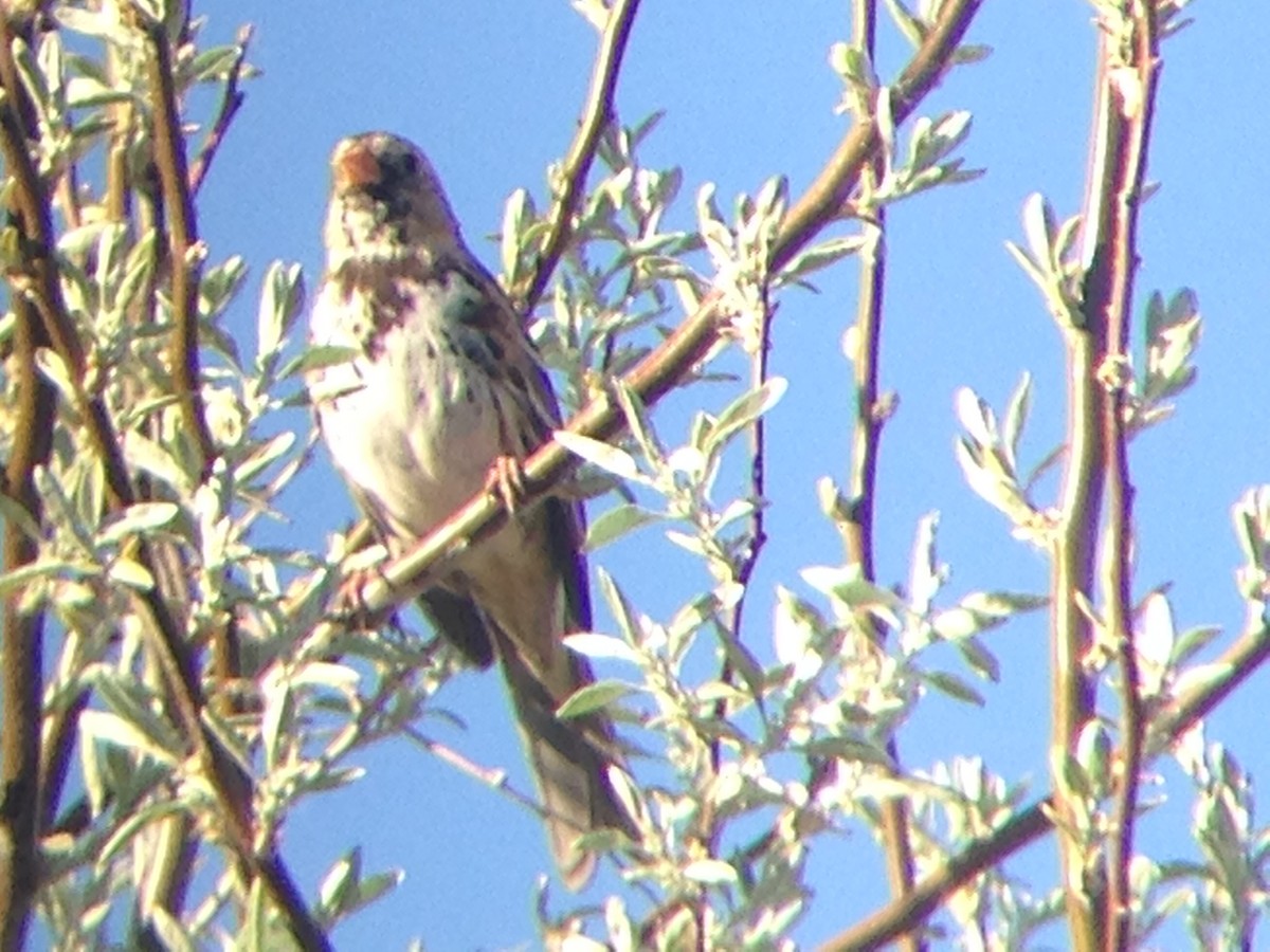 Harris's Sparrow - ML129948211