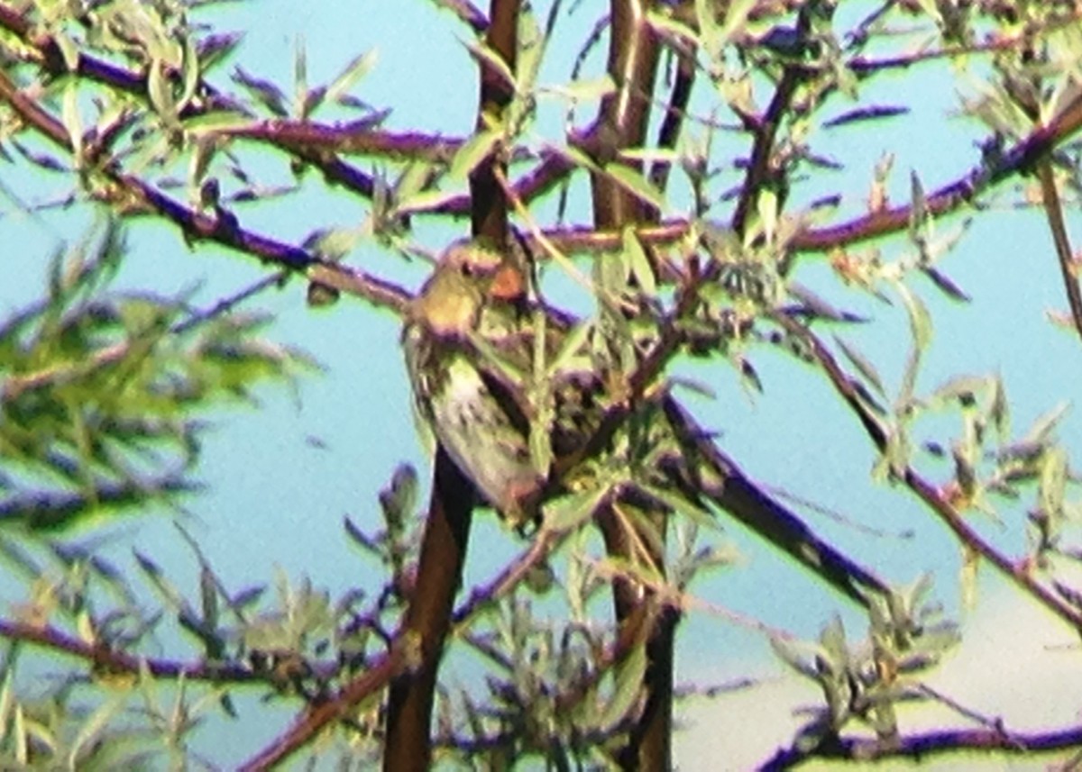 Harris's Sparrow - ML129948221