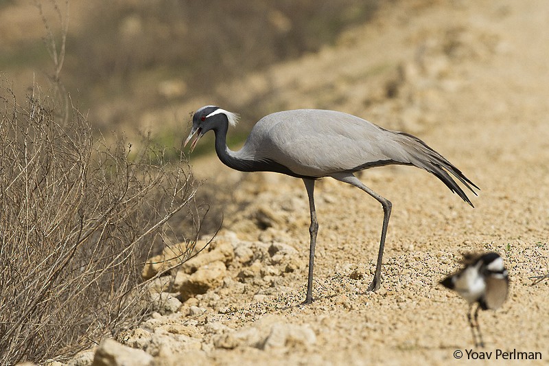 Demoiselle Crane - ML129948471