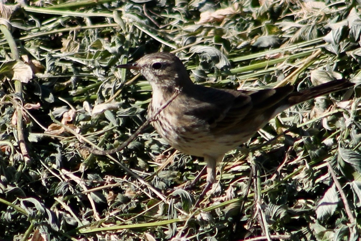 American Pipit - Holly Kleindienst