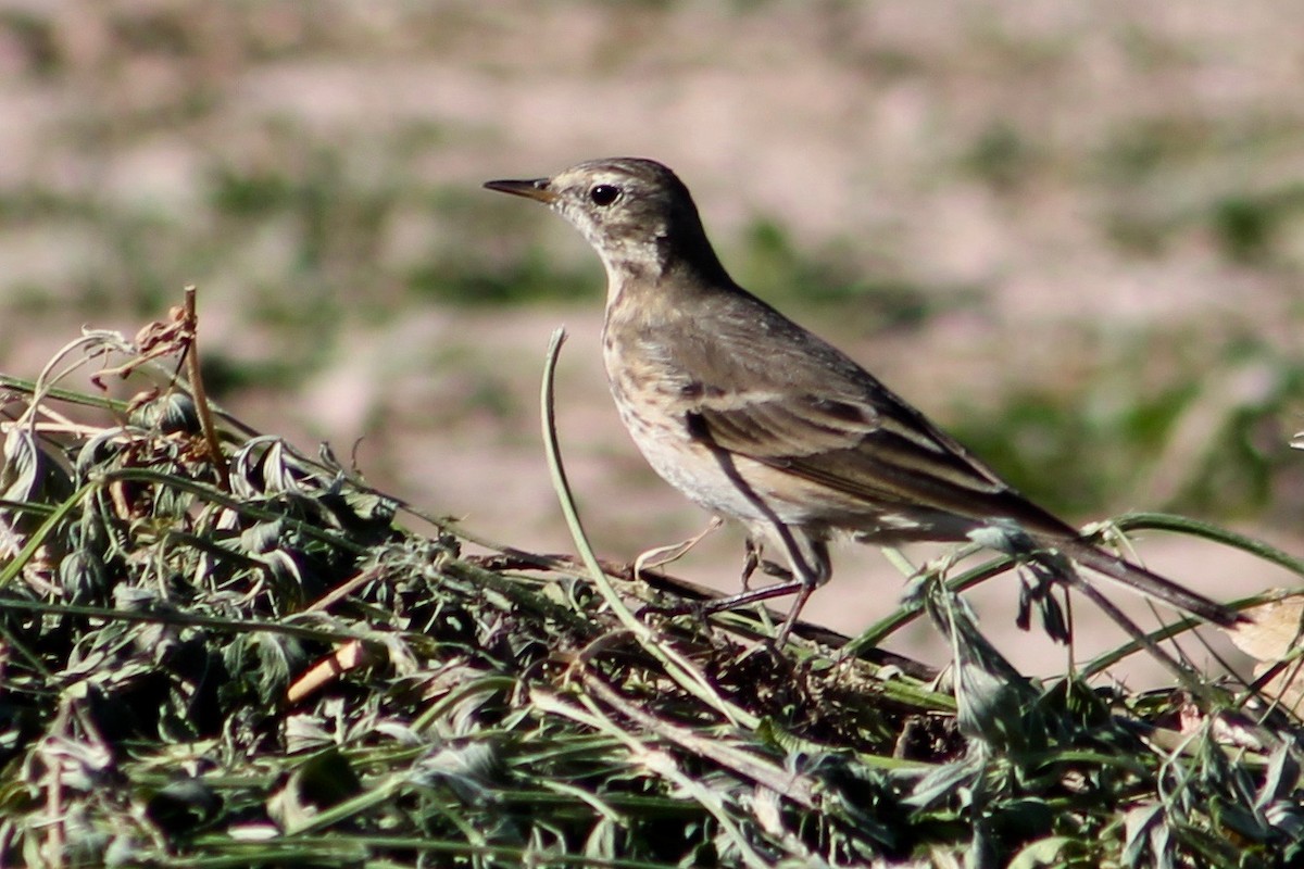 American Pipit - ML129949091