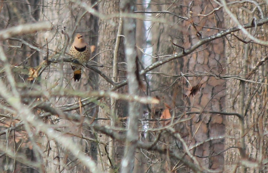 Northern Flicker (Yellow-shafted) - ML129949651
