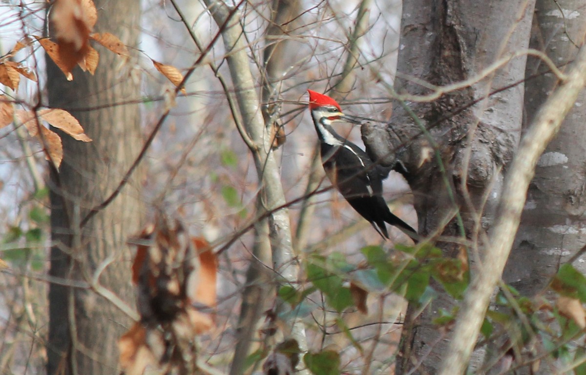 Pileated Woodpecker - ML129949721