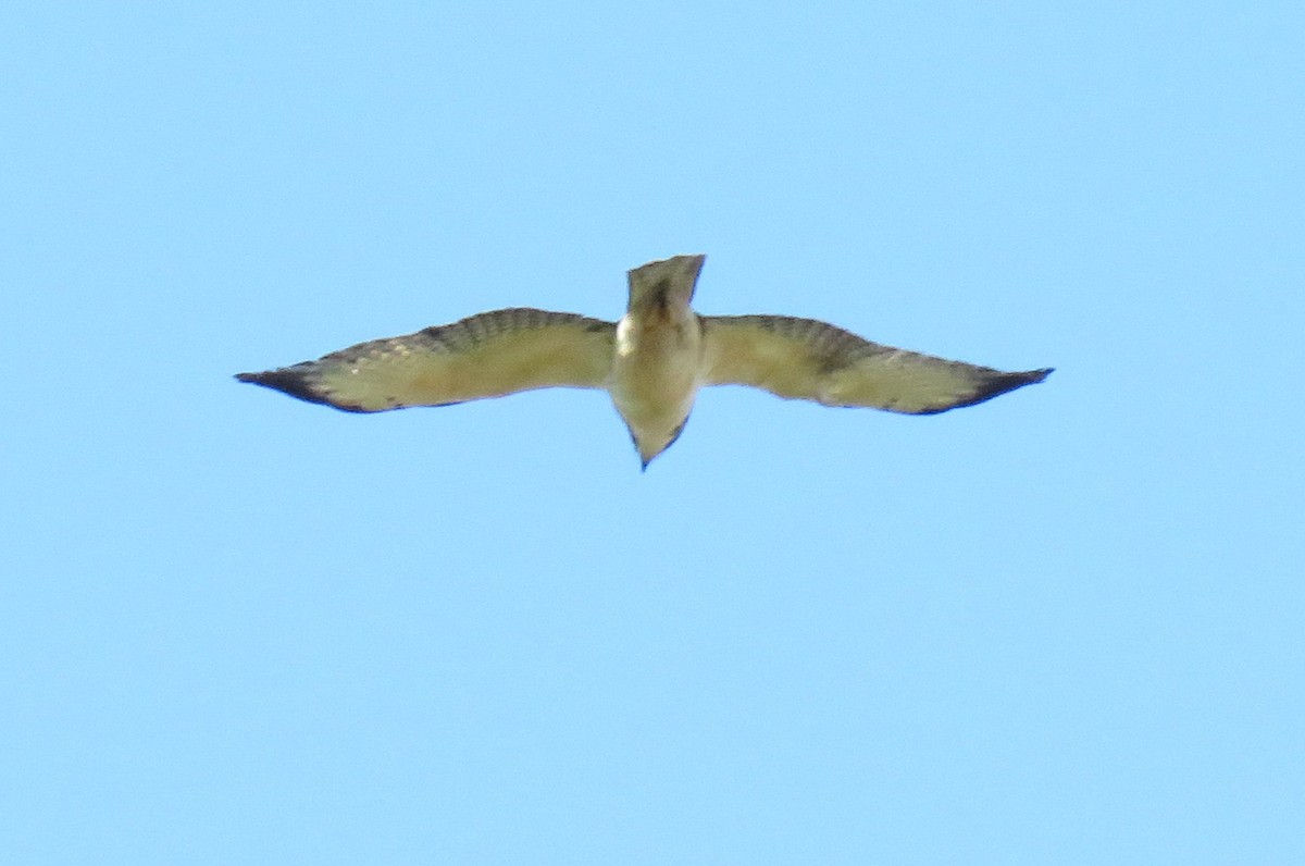 Short-tailed Hawk - Oliver  Komar