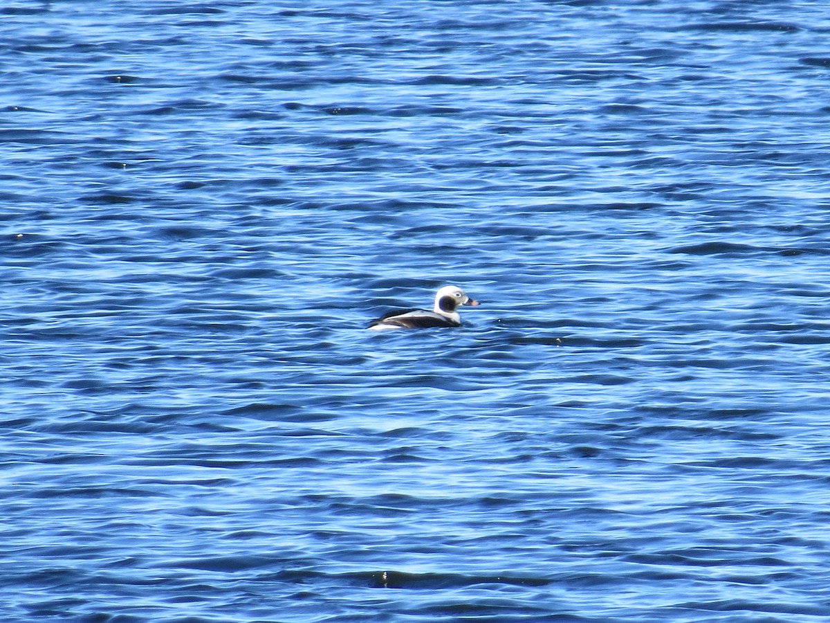 Long-tailed Duck - ML129951441