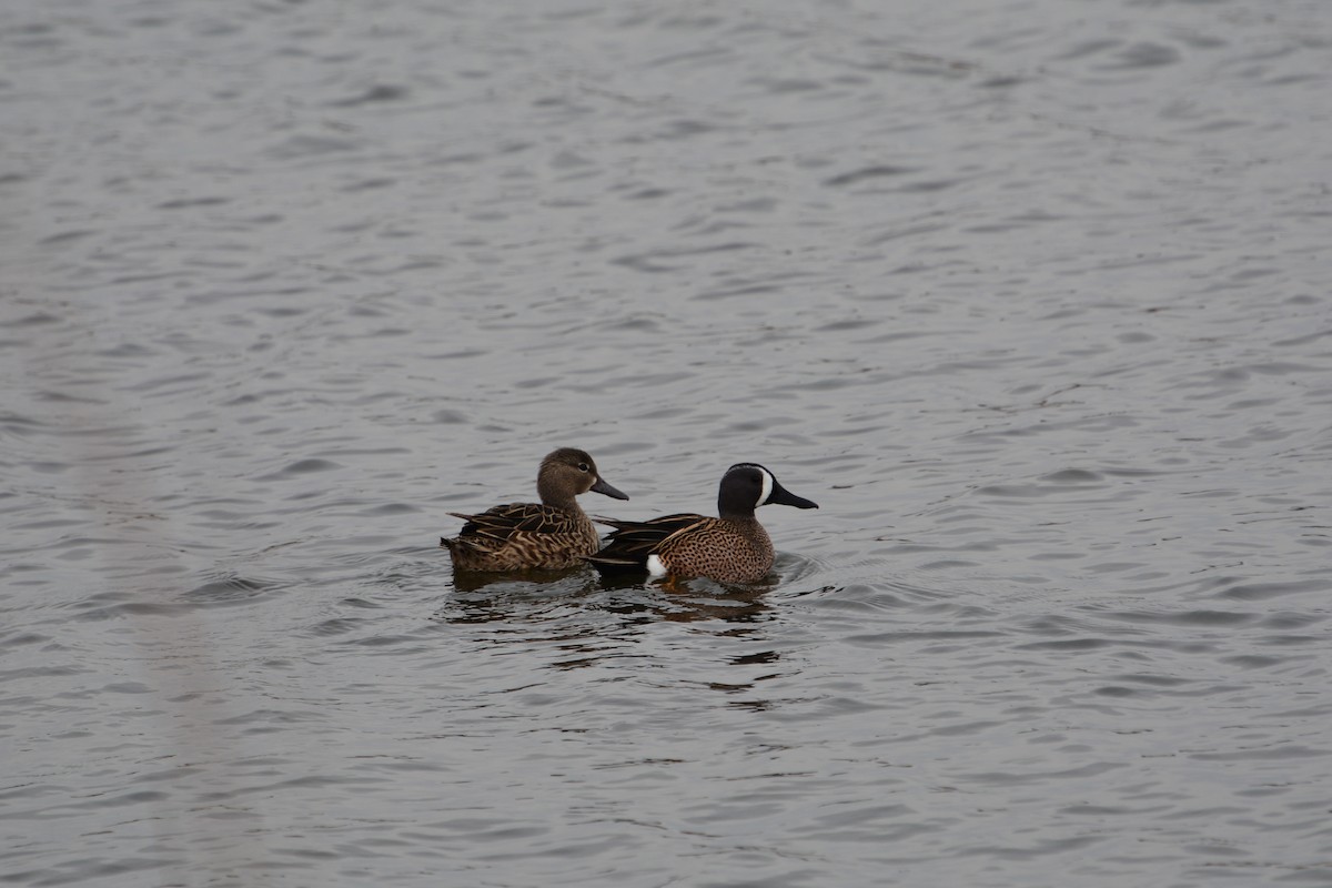 Blue-winged Teal - ML129951621