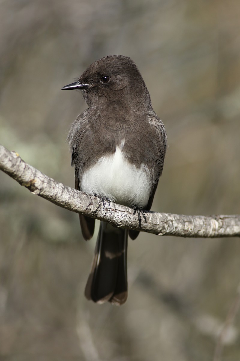 Black Phoebe - ML129954491